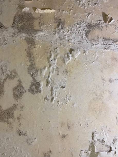 Crawl Space Mold Removal in Piketon, OH