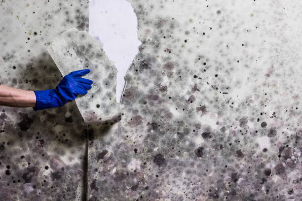 Best Mold Damage Repair  in Piketon, OH