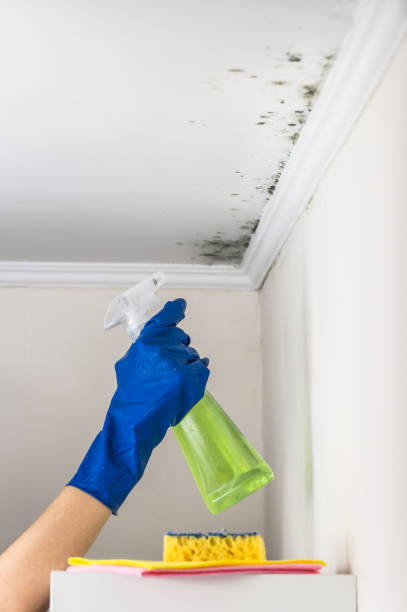 Best Residential Mold Removal  in Piketon, OH